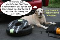 Comet the Yellow Lab gives advice on Halo tapes for Mini Coopers.